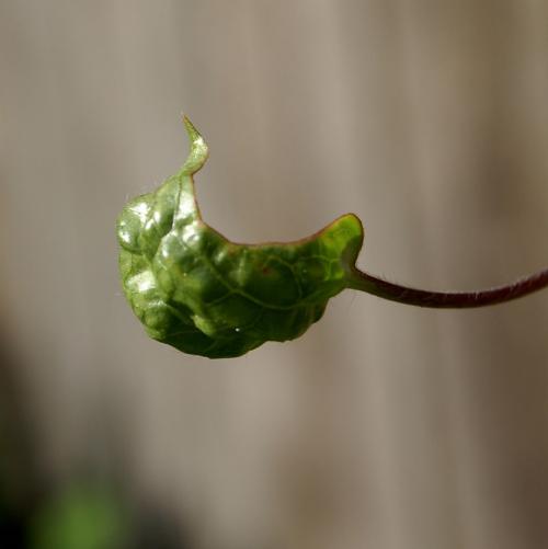 Почему погиб клематис. Болезни клематиса. Определение и лечение