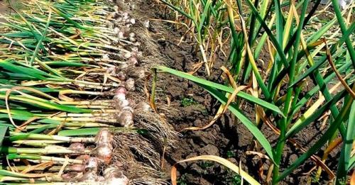 Можно ли хранить чеснок в холодильнике. Как хранить чеснок в домашних условиях — самые простые способы хранения