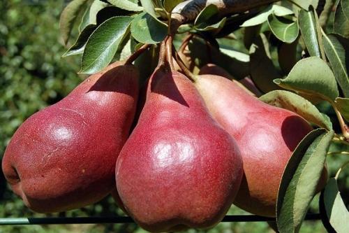 Сорт груши с красными листьями. Какие существуют сорта красных груш?