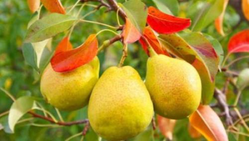 Листья груши стали бордовыми. 8 причин, почему у груши покраснели листья и что делать