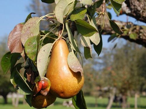 Листья красные у груши. Возможные причины 09 Листья красные у груши. Возможные причины 09