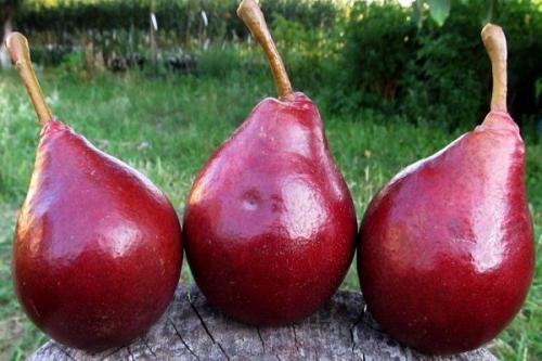 Сорт груши с красными листьями. Какие существуют сорта красных груш?