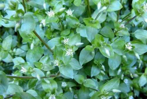 Как сравнить мокрицу с другими травами, используемыми для лечения суставов. Лечебные свойства травы мокрицы в народной медицине