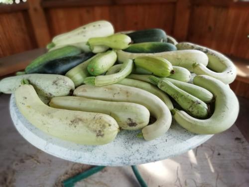 Огород на целине с чего начать. Огород на целине