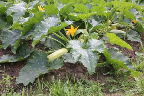 Огород на целине с чего начать. Огород на целине