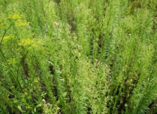 Какие рецепты с Мелколепестником канадским популярны среди народа. Мелколепестник канадский