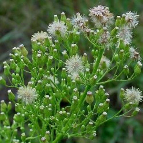 Какие рецепты с Мелколепестником канадским популярны среди народа. Мелколепестник канадский