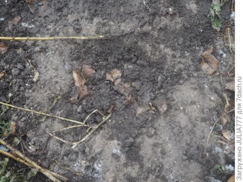 Озимые помидоры. Мой эксперимент: озимый помидор для ранней рассады