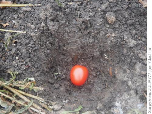 Озимые помидоры. Мой эксперимент: озимый помидор для ранней рассады