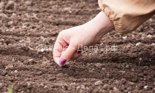 Как готовить семена томатов осенью. Добавление статьи в новую подборку 09