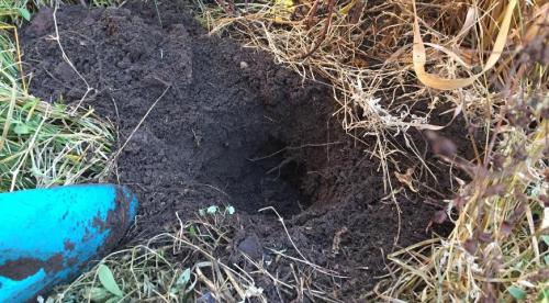 Как готовить семена томатов осенью. Добавление статьи в новую подборку 01