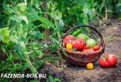 Как готовить семена томатов осенью. Добавление статьи в новую подборку 10