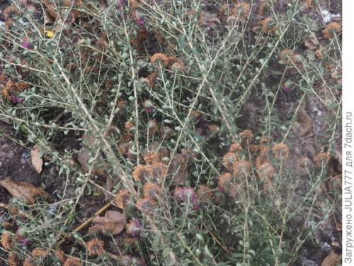 Озимые помидоры. Мой эксперимент: озимый помидор для ранней рассады