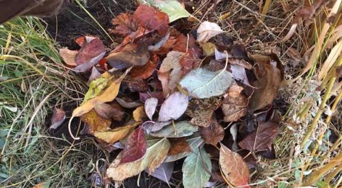 Как готовить семена томатов осенью. Добавление статьи в новую подборку 04