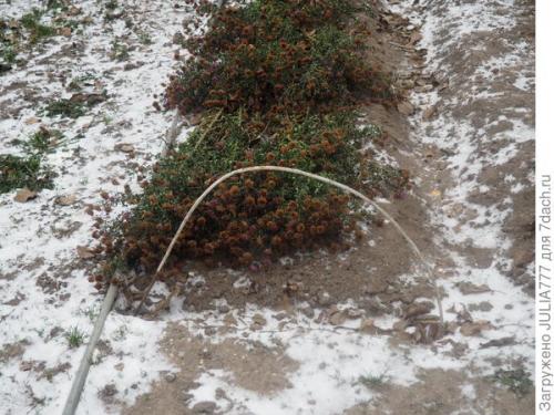 Озимые помидоры. Мой эксперимент: озимый помидор для ранней рассады