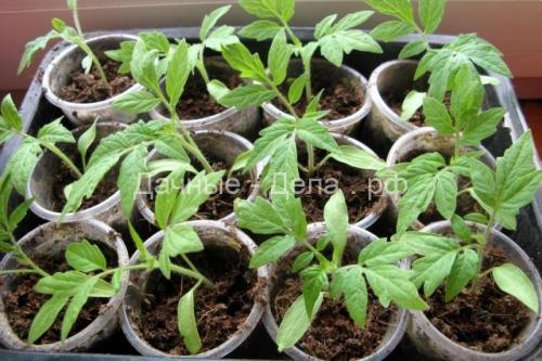 Как готовить семена томатов осенью. Добавление статьи в новую подборку 06