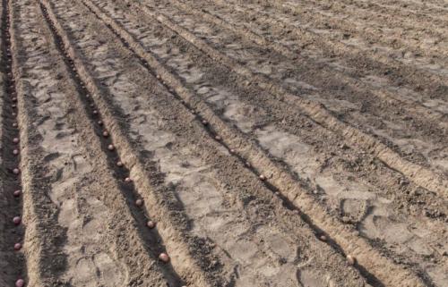 При какой температуре можно сажать картошку. Сроки посадки картофеля —, как не ошибиться