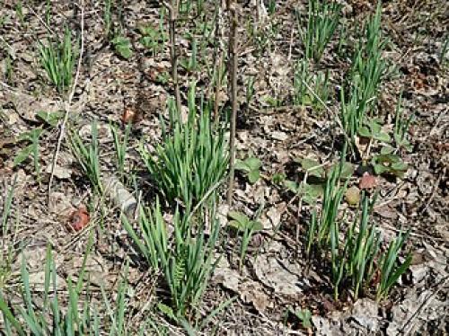 Откройте для себя: как по-научному называется трава 01 Откройте для себя: как по-научному называется трава 01