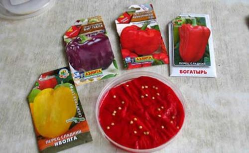 Namáčení semen rajčat před setím: 14 řešení, je to nutné a nutné, proč je to nutné, jak správně namáčet, lidové prostředky a přípravky doma