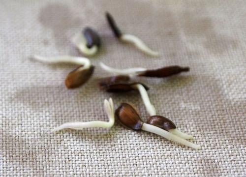 В чем замачивать. 