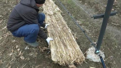 Посадка картофеля под зиму. Добавление статьи в новую подборку 06