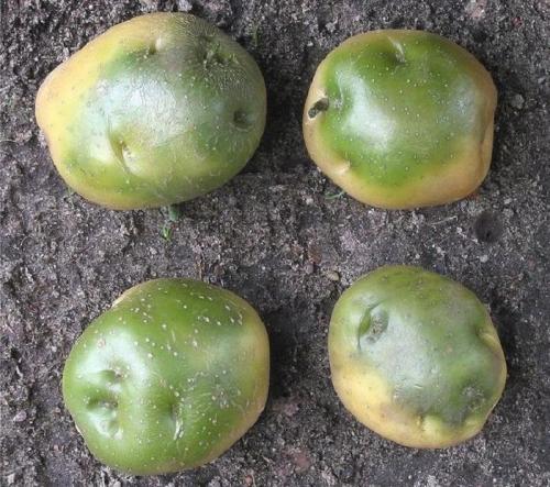 Посадка картофеля под зиму. Добавление статьи в новую подборку 04