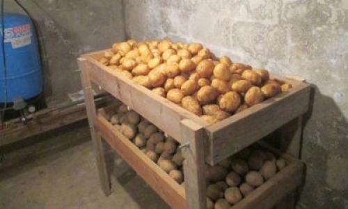При какой температуре замерзает картошка в погребе. Как нужно держать в погребе?