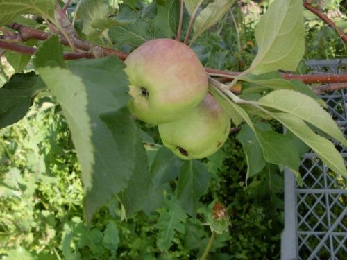 Удивительный мир яблоневых садов Сибири: открываем секреты 05 Удивительный мир яблоневых садов Сибири: открываем секреты 05