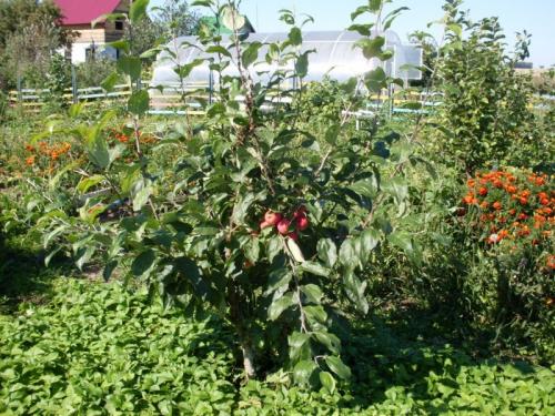 Удивительный мир яблоневых садов Сибири: открываем секреты 01 Удивительный мир яблоневых садов Сибири: открываем секреты 01