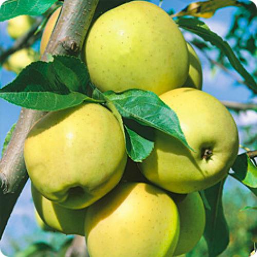 Как выбрать подходящий сорт яблони для своего сада. КАКИЕ ЯБЛОНИ ПОСАДИТЬ НА СВОЕМ УЧАСТКЕ В ЗАВИСИМОСТИ ОТ ИХ СВОЙСТВ