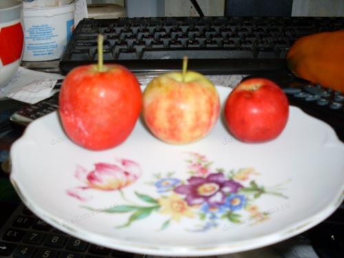 Удивительный мир яблоневых садов Сибири: открываем секреты 03 Удивительный мир яблоневых садов Сибири: открываем секреты 03