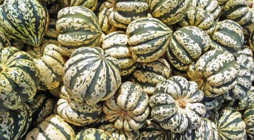 Почему тыква зеленая снаружи 12