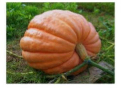 Почему тыква зеленая снаружи 22