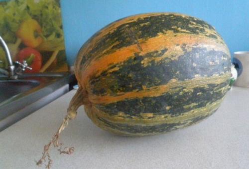 Почему тыква зеленая снаружи