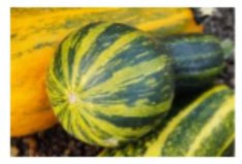 Почему тыква зеленая снаружи 19