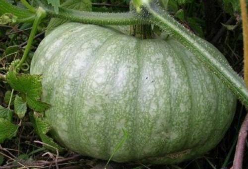 Тыква зеленая внутри. Сорта с фото и описанием тыквы зеленой: стоит ли покупать и выращивать полезные плоды
