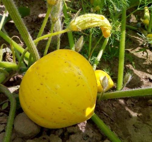 Что делать с неспелой тыквой. Можно ли есть незрелую тыкву?