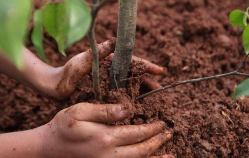 Можно ли сажать деревья при минусовой температуре. Посадка деревьев зимой: особенности и рекомендации