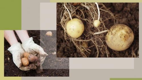 Картофель в холодной земле. Преимущества метода 01