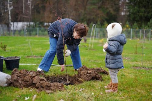 Посадка плодовых деревьев осенью. Все про осеннюю посадку плодовых деревьев и кустарников: полный разбор
