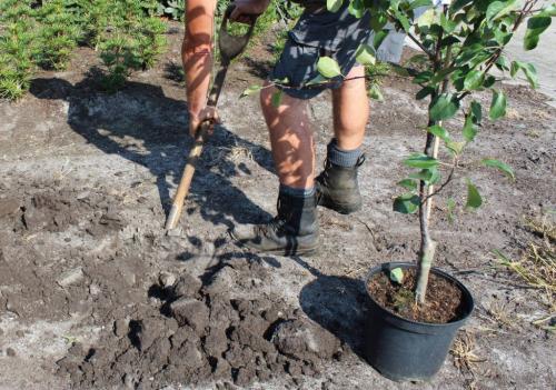 Осенняя посадка деревьев сроки. Что сажать? 09 Осенняя посадка деревьев сроки. Что сажать? 09