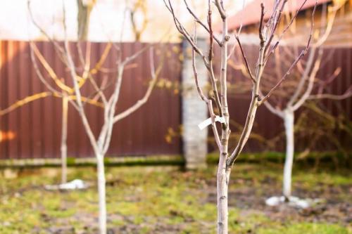 Осенняя посадка деревьев сроки. Что сажать? 12 Осенняя посадка деревьев сроки. Что сажать? 12