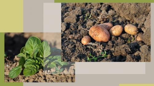 Картофель в холодной земле. Преимущества метода 02