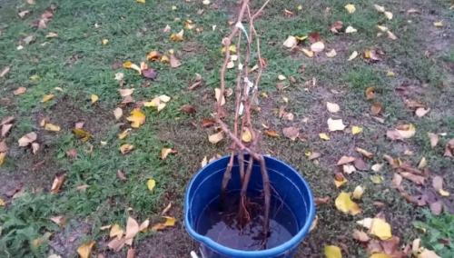 До какой температуры можно сажать деревья. Этапы высадки деревьев