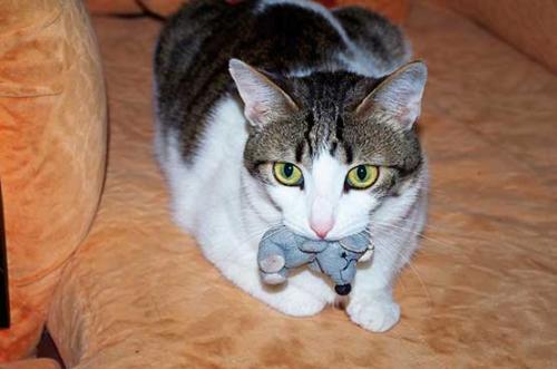 Мыши уйдут сами. Как избавиться от крыс и мышей в частном доме