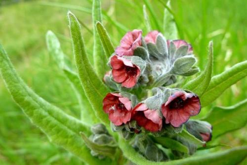 Как избавиться от крыс. Использование народных средств