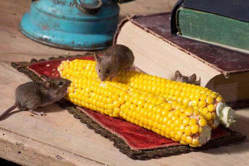 Мыши уйдут сами. Как избавиться от крыс и мышей в частном доме