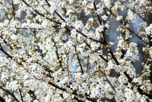 Слива почему мелкая. Отвечает эксперт. Слива: почему даёт мало плодов и что делать