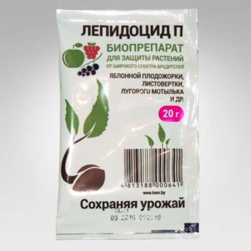 Слива почему мелкая. Отвечает эксперт. Слива: почему даёт мало плодов и что делать
