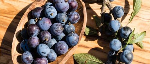 Дикая слива, как называется. Терн — описание, полезные свойства, применение, рецепты для здоровья и красоты